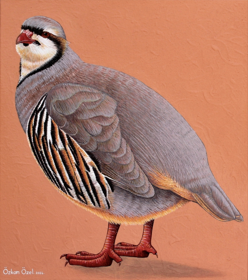 Özkan Özel 